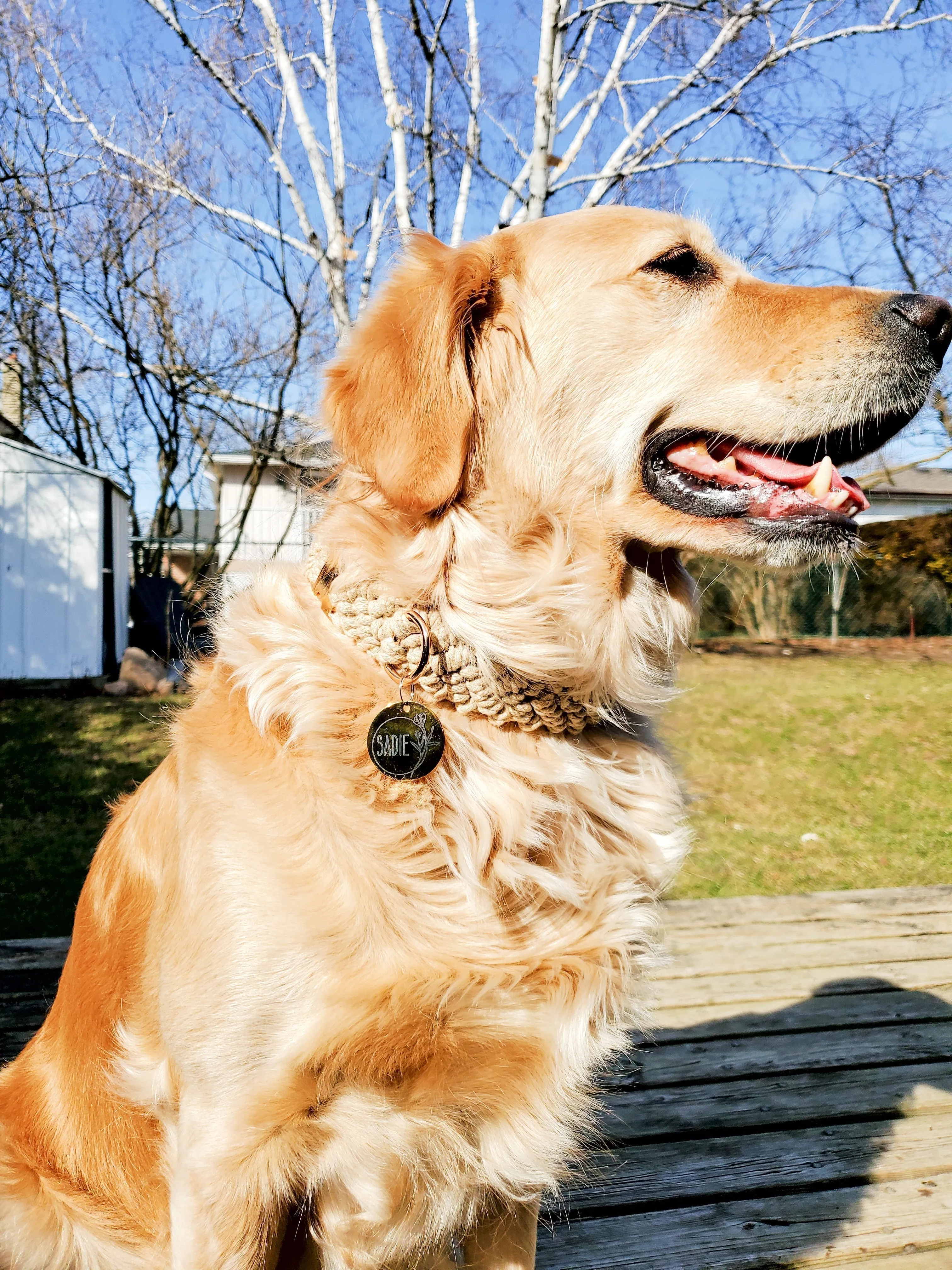 Blue Pet ID Tag | Round Laser Engraved Dog Tag Stainless Steel