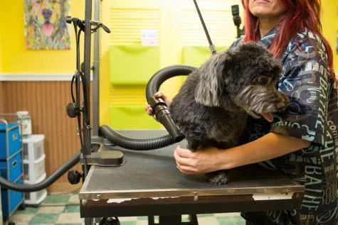 Metrovac Air Force Master Blaster Multi-Speed Pet & Dog Dryer